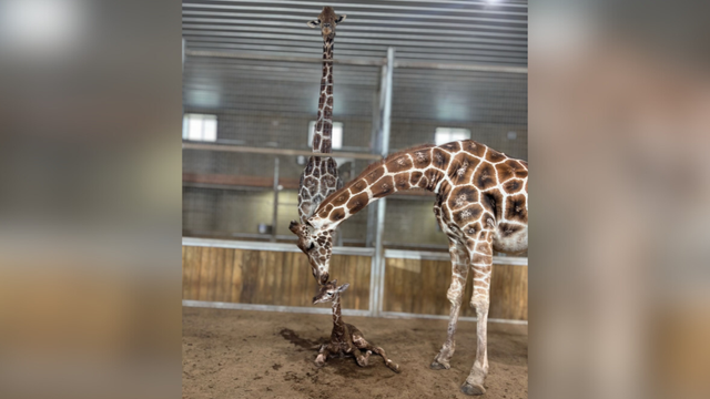 kdka-giraffe-calf-keystone-safari.png 