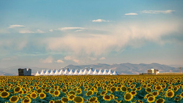 Denver Colorado sunflower field near airport