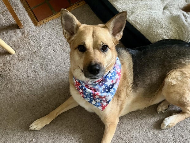 Dog Nikka in a bandana