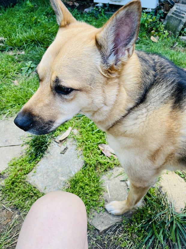 Nikka the dog Baltimore Maryland