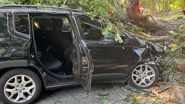 Lincoln tree hits car 