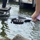Amish mom threw 4-year-old into Ohio lake to test her faith, police say 