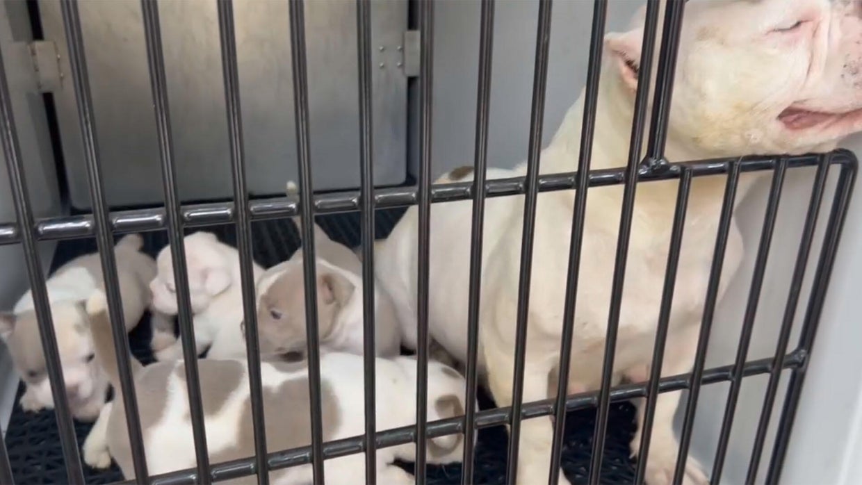 Colorado couple arrested after children, dozens of animals found in ...