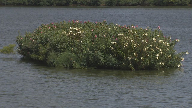 Floating wetland 