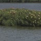 How a floating wetland serves an important role in the Charles River ecosystem 