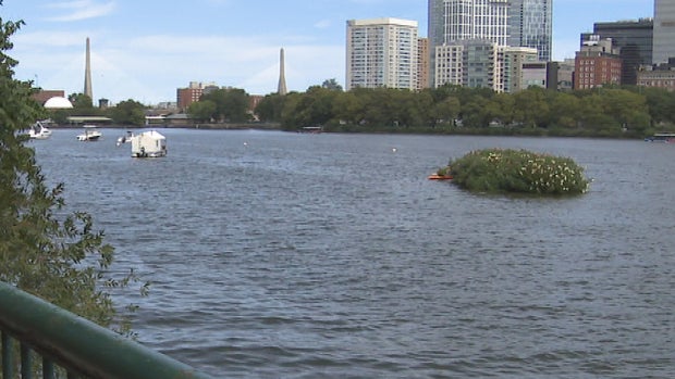Wetland Charles River 