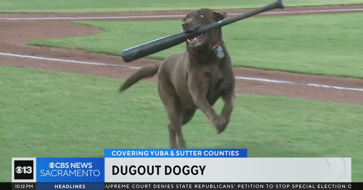 Meet the Yuba Sutter High Wheelers bat dog