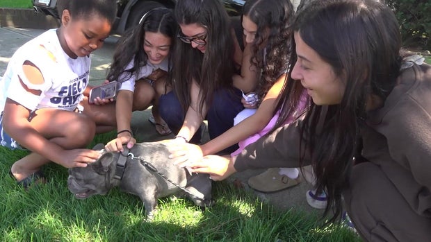 About five girls petting a French bulldog 