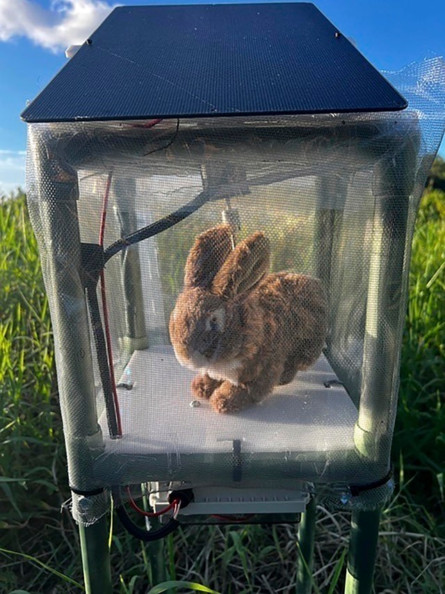 Python Hunting Robot Rabbits 