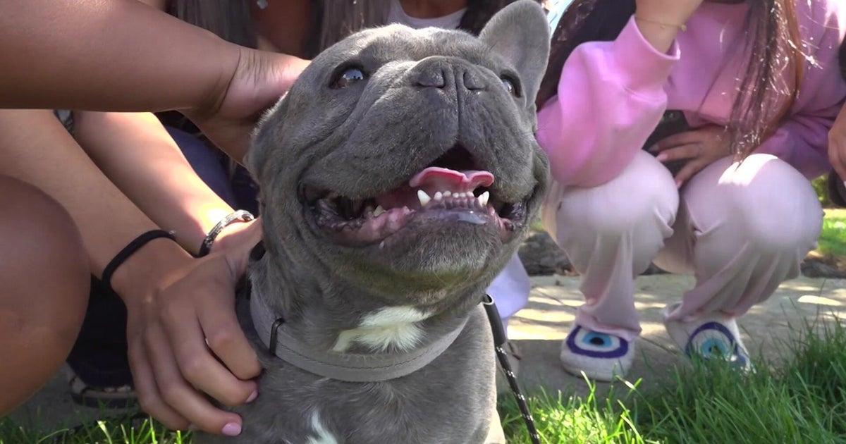 French bulldog returned to Long Island family after CBS News New York's report on apparent theft