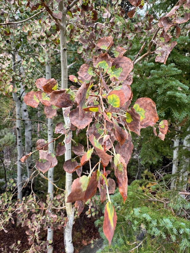 leaves-4.jpg 
