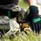Florida deploys robot rabbits to hunt invasive Burmese pythons