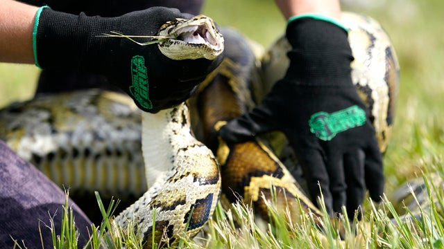 Python Hunting Robot Rabbits 