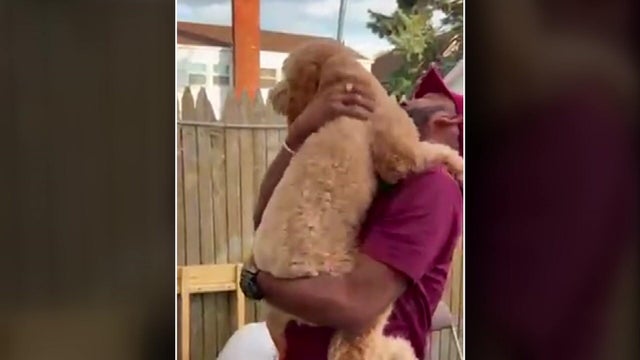 A man hugs a Goldendoodle 