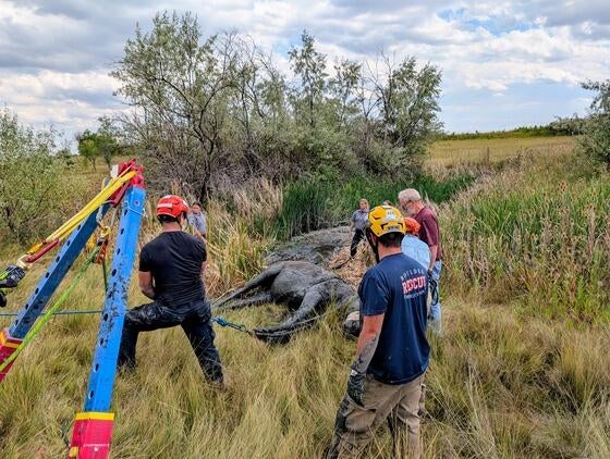 horse-rescue-boulder-county-sheriffs-office-2.jpg
