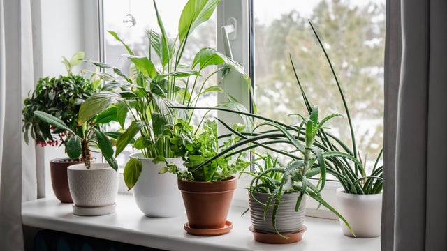 Lot of houseplants growing on window sill. From left: Ardisia crenata, Euphorbia leuconeura, Spathiphyllum, Asplenium nidus, Aloe vera, Dracaena angolensis. 