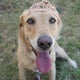 Beloved explosives detection dog Sasha retires after six years protecting the Texas Capitol 