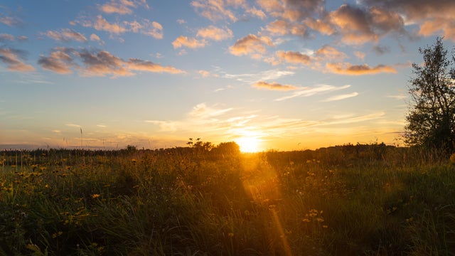 Sun Rising  in the Morning in the Meadow 