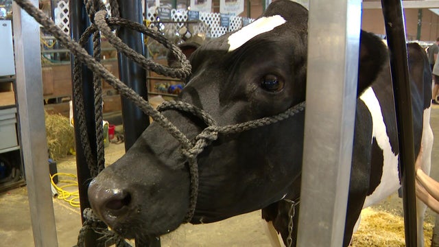 10p-pkg-showing-dairy-cows-wcco8m7q-00-00-4007.jpg 