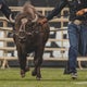 Robo Ralphie? PETA offers to pay for CU to switch to animatronic mascot 