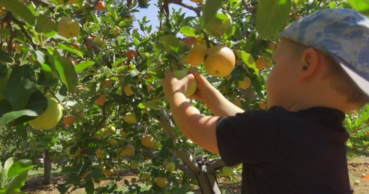 Apple Harvest Begins Across Finger Lakes, Wisconsin, Apple Hill