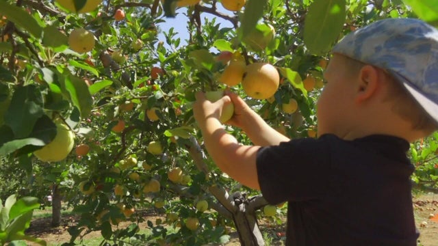sat-5p-p-apple-hill-sat-kmaxe1gh.jpg 