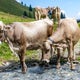 Hiker dies after getting trampled by cows in Austrian Alps 