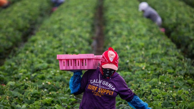 Mexican Labor Headed To US Agriculture Work 