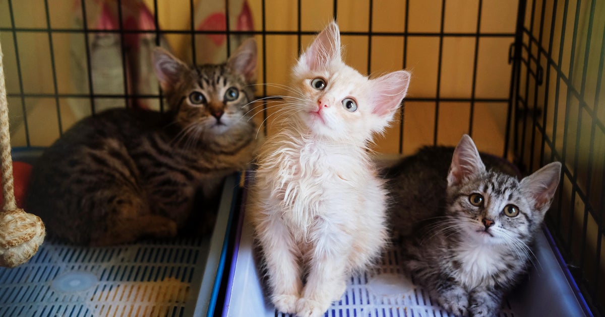 Denver considers banning sale of puppies, kittens and rabbits in pet stores