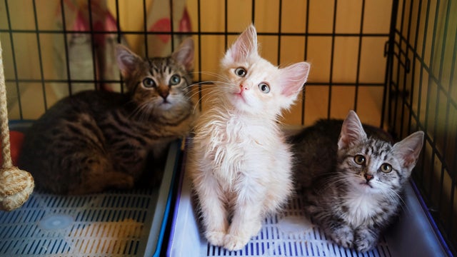 Three stray smooth-haired kittens are sitting in a cage in animal shelter in close-up 