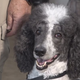 Southern California poodle who helped first responders nominated for national award 