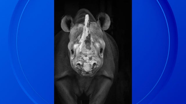 potter-park-rhino.jpg