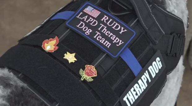 rudy-dog-therapy-vest.png 