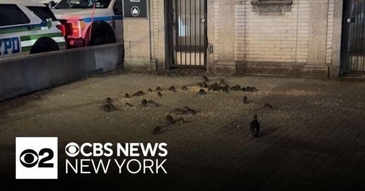 Swarm of rats plaguing NYC's Upper West Side, residents say - CBS New York