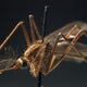 Season's first human case of West Nile Virus in Massachusetts is diagnosed 
