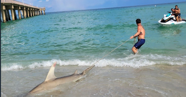 Children catch 7-foot hammerhead shark in Sunny Isles while