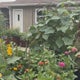 Palatine gardening coach helps clients unearth their green thumb 