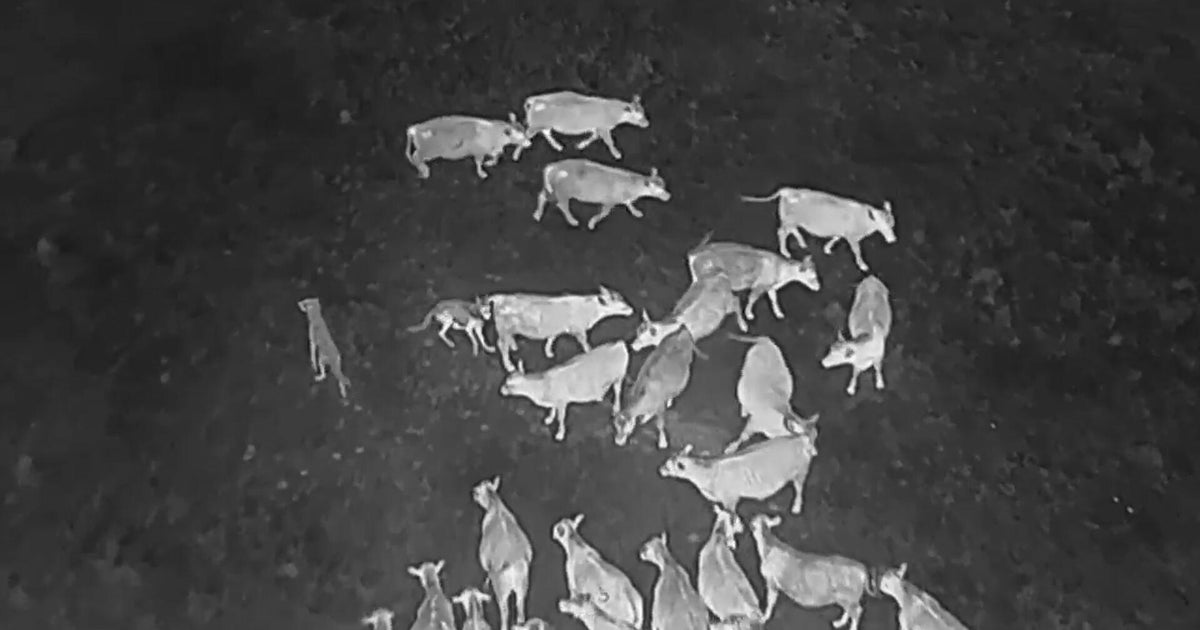 Drones blasting heavy metal and Hollywood clips help biologists scare wolves away from cattle