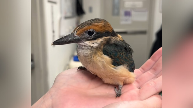 kdka-guam-kingfisher-2.png 