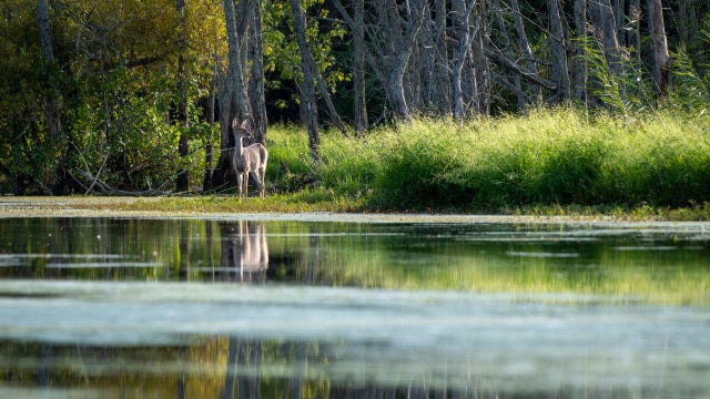 dnr-deer-slider.jpg 