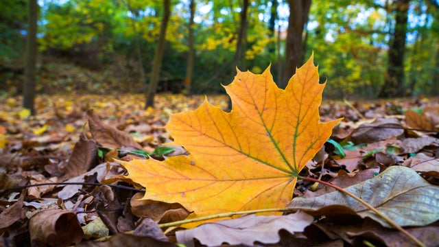 Autumn leaf 