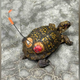 Turtle who went missing from Pennsylvania sanctuary found 20 miles away 3 years later 