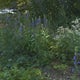 Pepperell retiree returns to her love of the outdoors, helps rid town of invasive plants 