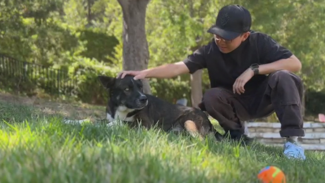 rescued-dog.png 