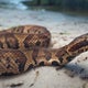 Florida snake bite season is underway. These tips could save your life. 