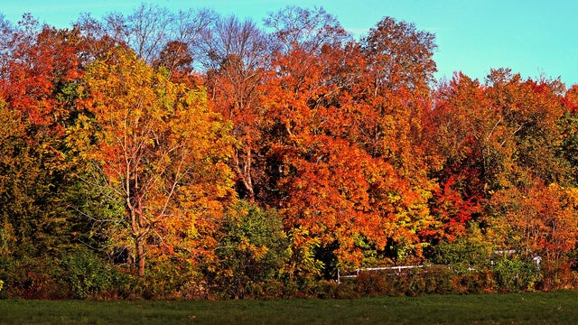 Fall foliage in Vermont 