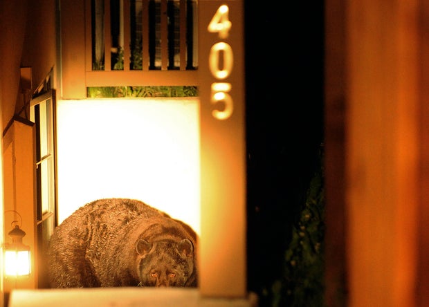 BEAR21-- A Black bears looks up from stairs leading down to an apartment in downtown Aspen. A high number of bears are in the town of Aspen as they hunt for food in resident's trash. The bear are keeping local police busy with dozens of calls each night. 