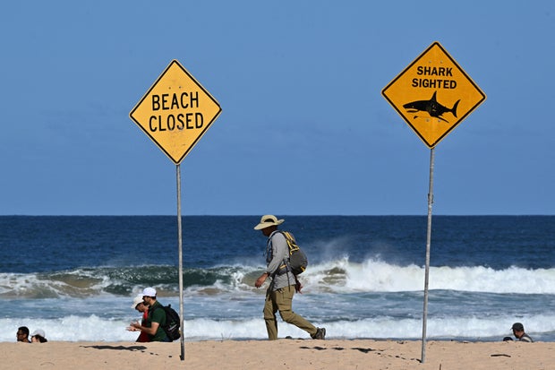 TOPSHOT-AUSTRALIA-SHARK 