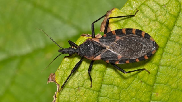 Eastern Bloodsucking Conenose Kissing Bug (Triatoma sanguisuga) on a leaf in Houston, TX. 