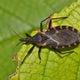 Deadly kissing bug disease has spread in the U.S. Here's what to know. 